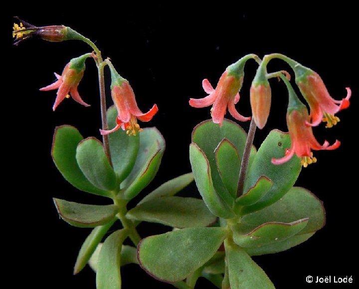 Cotyledon elisae ©JLcoll.813